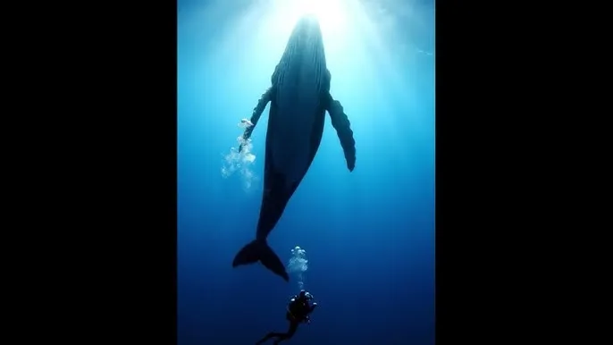 达达兔dadatu官方首页 - 深蓝星球：探索海洋深处的未知世界